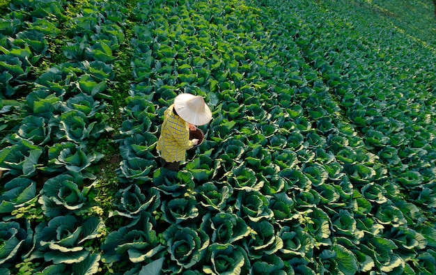 Mão de jardineira dando fertilizante químico para planta vegetal de repolho na plantação