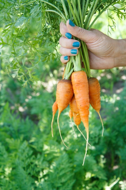 Mão de jardineiro feminino está segurando cenouras com caules recém colhidos no jardim.