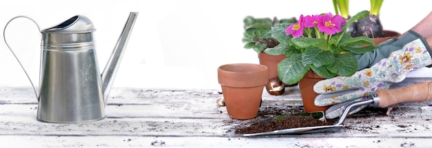 Mão de jardineiro segurando um vaso de flores acima de uma mesa de jardim com shoble cheio de sujeira no fundo branco