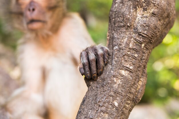 Mão de macaco