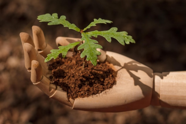 Mão de madeira segurando uma jovem planta de carvalho como símbolo de sustentabilidade e proteção de nossas florestas.