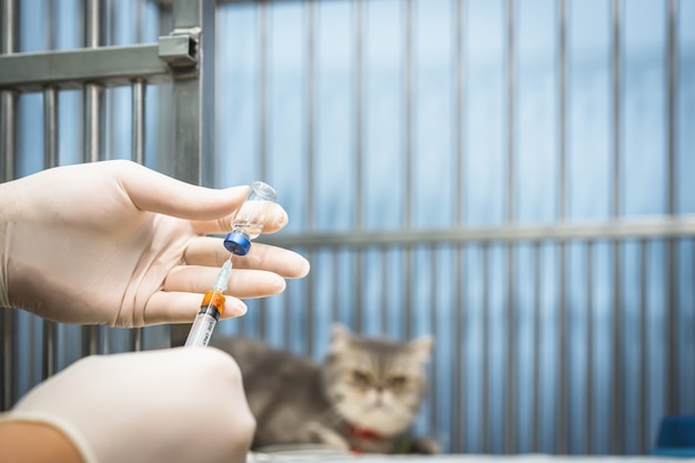 Mão de médico segurando uma seringa e redigir uma vacina em uma seringa com gato scottish fold sentado na gaiola