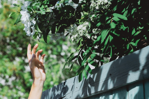 Mão de menina gentil com ramos de florescência Rowan e macieira atrás cerca de madeira azul em dia ensolarado. Fundo verde rústico cênico com o close up das flores brancas da flor. Vegetação rica em primavera