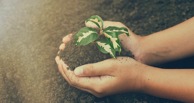 mão de menino segurando um rebento verde dia da terra Nas mãos de árvores plantando mudas Reduzir