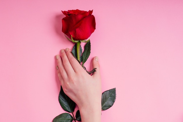 Mão de moda mulheres cosméticos naturais, folhas de flores de camomila bonitas de rosa vermelha e mão de espinhos cuidados. Estúdio de menina com braço de dia dos namorados tiro fundo rosa