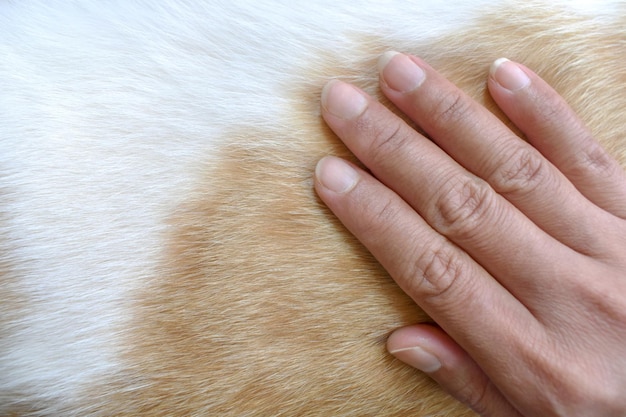 Mão de mulher acariciando gato em casa