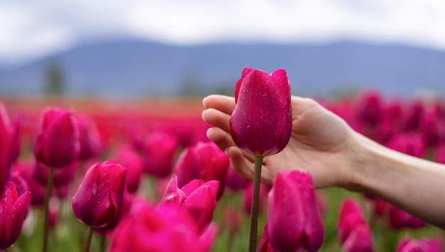 Mão de mulher adulta caucasiana sentindo flores frescas de tulipa em um campo