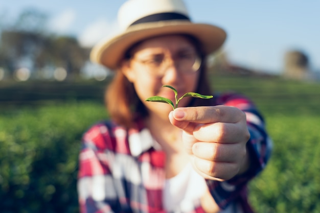 Mão de mulher asiática pegando as folhas de chá da plantação de chá