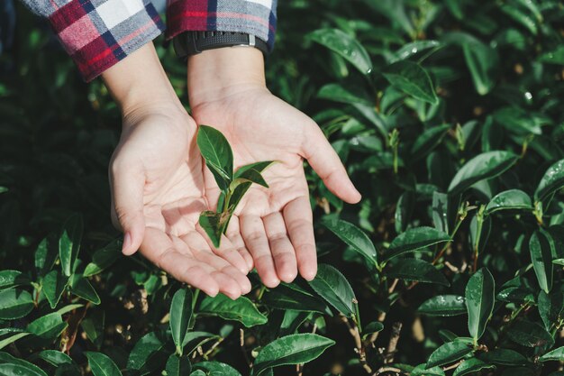 Mão de mulher asiática pegando as folhas de chá da plantação de chá