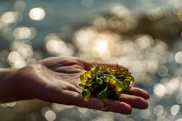 Mão de mulher asiática segura algas marinhas coletadas do mar.