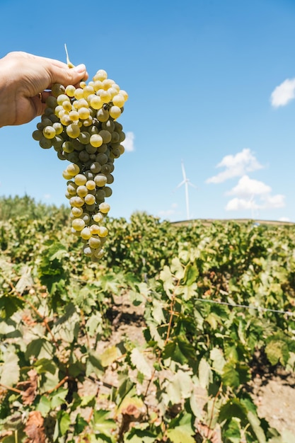 Mão de mulher irreconhecível segurando uvas recém-colhidas no vinhedo