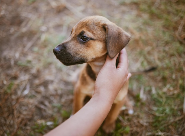 Mão de mulher ou cachorro tocando no gramado do quintal do jardim ou grama do parque na venda de escolha de adoção sem-teto ou promoção de adoção Cliente Zoom ou filhote de animal de estimação ou mestiço canino em ajuda de abrigo de resgate