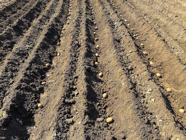 Foto mão de mulher plantando tubérculos de batata no chão preparações do início da primavera para a temporada de jardinagem