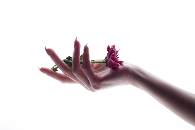 Mão de mulher pura segurando flor rosa isolada