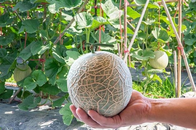 Mão de mulher segurando melão na fazenda de melão de jardimMelão no jardimFrutas de melão e plantas de melão em uma horta