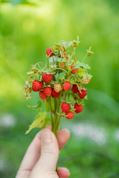 Mão de mulher segurando um monte de galhos de morango silvestre com frutas vermelhas maduras Gosto de verão