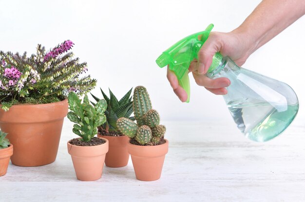 Mão de mulher segurando um pulverizador para regar o vaso de flores e em vaso em uma mesa