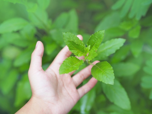 Mão de mulher tocando as folhas da planta de manjericão