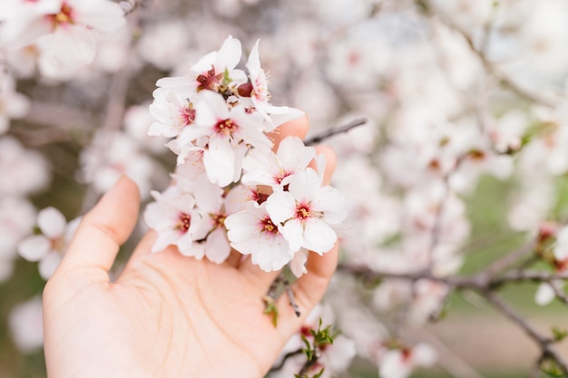 Mão de mulher tocando flores de amendoeira floresce em árvore. Cerejeira com flores concursos. Início surpreendente da primavera. Foco seletivo. Conceito de flores.