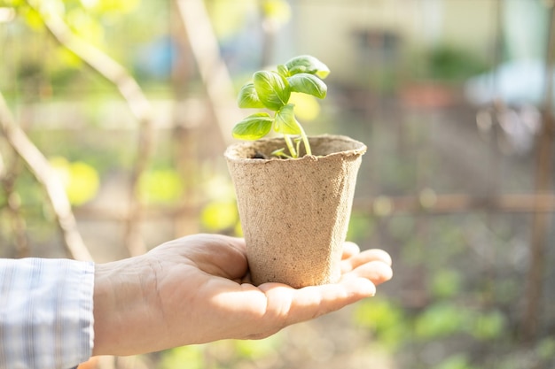 Mão de mulheres segurando mudas de manjericão jovens em potes de turfa orgânica ecológica manjericão em pote biodegradável