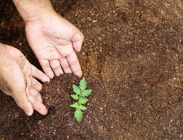 Mão de pessoa segurando solo de abundância com planta jovem na mão para agricultura ou plantio de pêssego nat