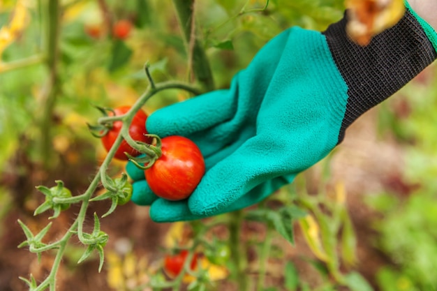 Mão de trabalhador agrícola colhendo tomates frescos maduros