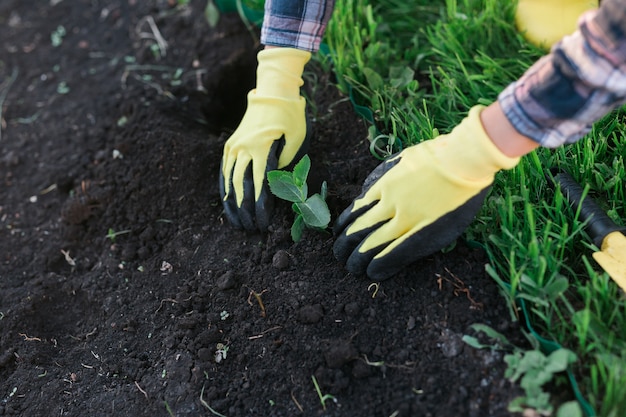 Mão de uma jardineira com luvas segurando uma muda de uma pequena macieira em suas mãos, preparando-se para plantar