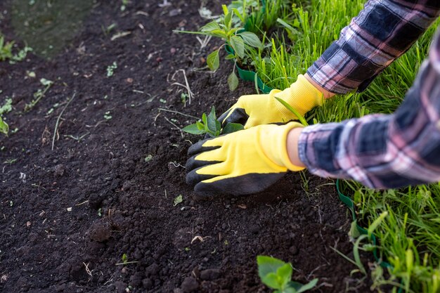 Mão de uma jardineira com luvas segurando uma muda de uma pequena macieira nas mãos