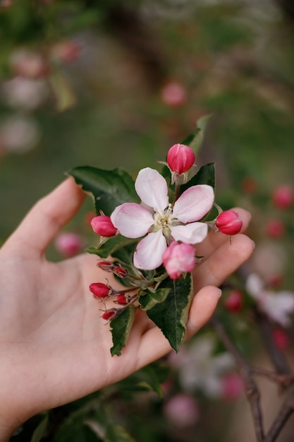 Mão de uma jovem segurando flores de maçã