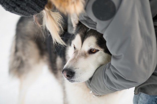 Mão de uma mulher abraçando cachorro malamute do alasca na neve do inverno