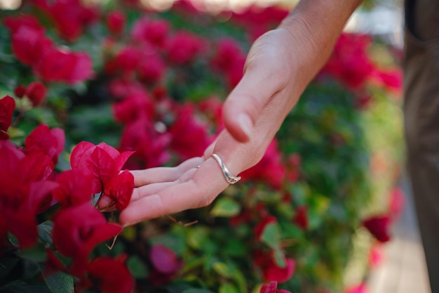 Mão de uma mulher acariciando as lindas flores roxas