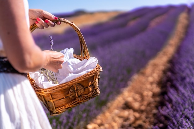 Mão de uma mulher colhendo lavanda em um campo de lavanda com flores roxas em um estilo de vida de cesta