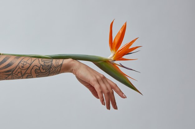 Mão de uma mulher com uma flor exótica strelitzia em um fundo cinza com um cartão de espaço de cópia