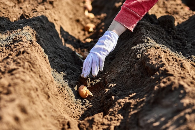 Mão de uma mulher plantando tubérculos de batata no solo. Preparativos do início da primavera para a temporada do jardim.