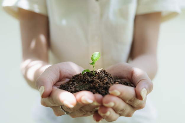 Mão de uma mulher segurando a planta do broto, planta de muda no solo. Salvando terra e plantando árvores