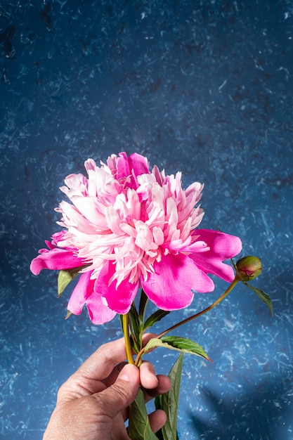 Mão de uma mulher segurando linda peônia rosa suave em pano de fundo texturizado azul em estilo moderno com sombras. cartão festivo com flor para o dia das mães ou feriado da mulher. foto vertical. copie o espaço.