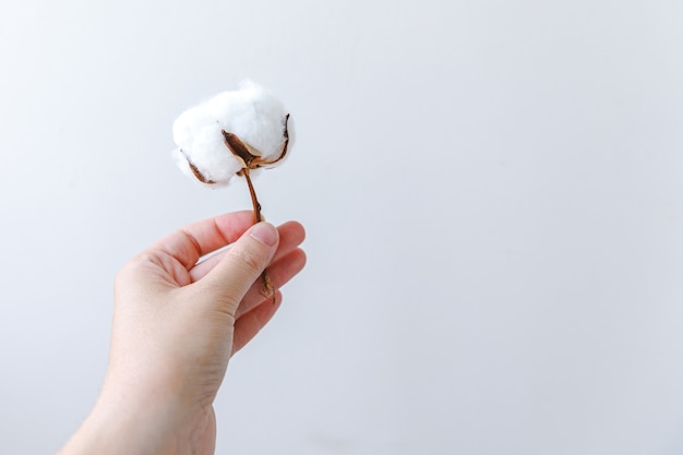 Mão de uma mulher segurando uma flor de algodão branco seco isolada no fundo branco tecido pano suavidade natu ...