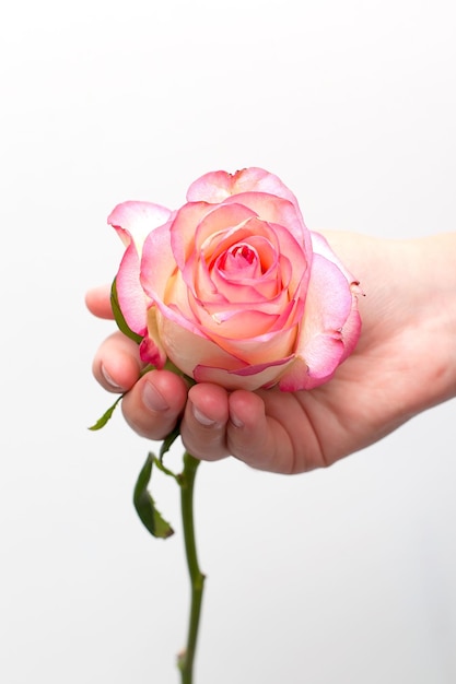 Mão de uma mulher segurando uma rosa em fundo branco isolado
