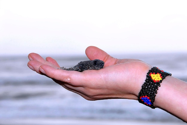 Mão de uma mulher segurando uma tartaruga bebê pronta para ser lançada no oceano tartaruga recém-nascida na praia