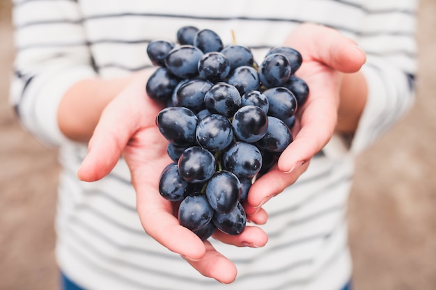 Mão de uma mulher segurando uvas pretas