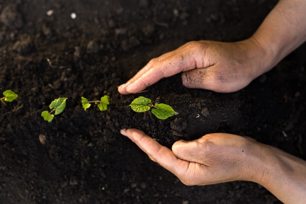 Mão de uma pessoa que está plantando mudas verdes. a planta protege a natureza e o conceito do dia da terra.