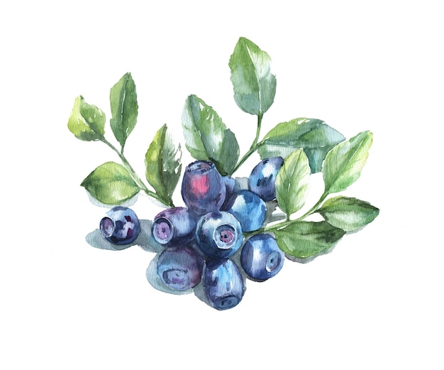Mão desenhada pintura aquarela mirtilo em branco. ilustração de frutas vermelhas