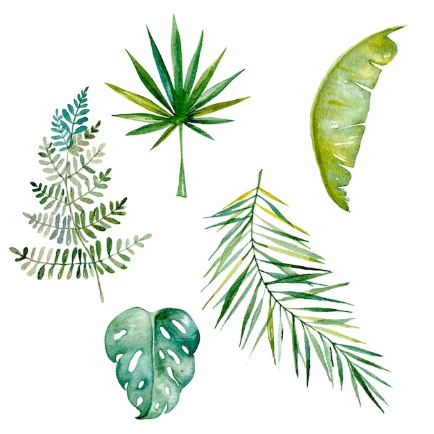 Mão desenhada tropical deixa aquarela isolada no branco conjunto de folhas exóticas de samambaia de palmeira verde monstera