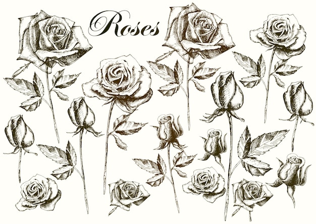 Mão desenhando rosas em um fundo branco