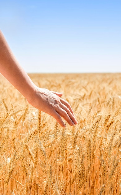 Mão do agricultor agrônomo em um campo de trigo dourado