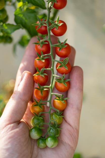 Mão do agricultor colhendo cuidadosamente tomates cereja frescos do mato durante a temporada de colheita