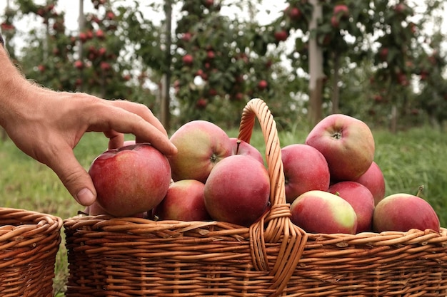 Mão do agricultor colhendo maçãs maduras e as coloca na cesta Pomar de maçãs Colhendo grandes maçãs vermelhas deliciosas penduradas em galho de árvore Jardim de frutas na colheita de outono Dia nublado Outono Sombra suave 4K