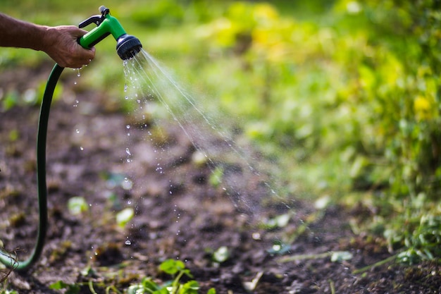 Mão do agricultor com mangueira de jardim e bico de pistola regando plantas vegetais no verão conceito de jardinagem plantas agrícolas crescendo na fileira da cama