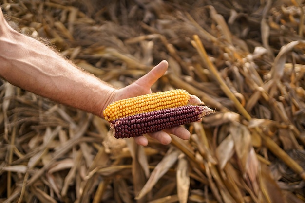 Mão do agricultor segurando milho de grãos colhidos Agricultor feliz com grãos de milho nas mãos, olhando para a câmera
