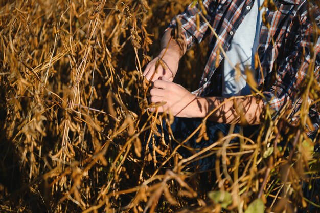 Mão do agricultor segurando sementes de soja. produto orgânico saudável. bom conceito de colheita.